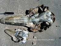 NBA0025 Phocoena sinus.jpg