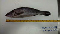 RE006 0040 Totoaba.tif