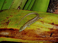 LCM0126 Abronia fuscolabialis.jpg