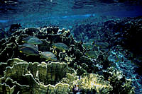 31. Arrecife de Coral_Humberto Bahena Basave.jpg