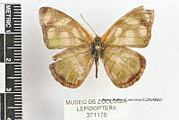 JF018 0138 Dynamine dyonis.jpg