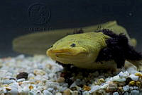 IMDOC2234 Ambystoma dumerilii.jpg