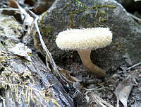 IJBL001 Lentinus sp..jpg
