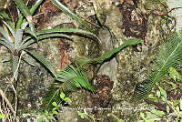 HVBR0094 Dioon edule.JPG
