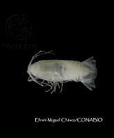 EMCHS 004 Yucatalana robustispina.jpg