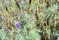 YRA006 Lupinus montanus.jpg