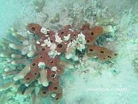 NE018 0677 Callyspongia (Callyspongia) fallax.jpg