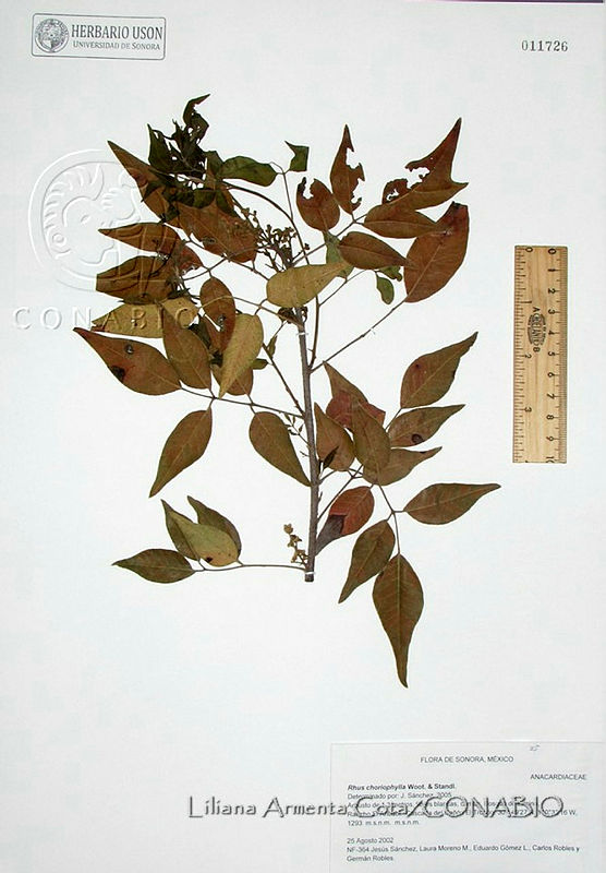 LAC009%20Rhus%20choriophylla.JPG.rifVhrr1MXNTaXdhQA3g0JtbmFja29CbnFuZ3NAbXJ6LGtwZwA.0DTtefieDe