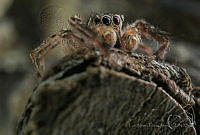 LALA01 Salticidae.jpg