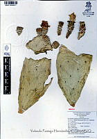 YPH2331 Opuntia robusta.jpg