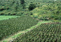 EHX0422 Opuntia sp..JPG