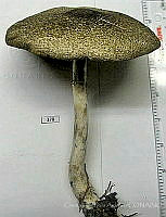 CBA0152 Agaricus subrutilescens.JPG