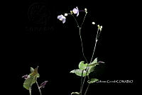 Zongo 0244 Gibasis pellucida.jpg