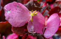 LCF0349 Begonia sp..jpg