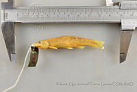 RQTG1204 Rhinichthys cataractae.jpg