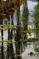 3R 01402 Reflejo de Salix bonplandiana.jpg