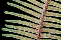 Zongo 0003 Gleichenella pectinata.jpg