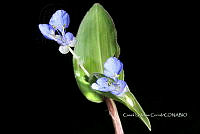 Zongo 0120 Commelina diffusa.jpg
