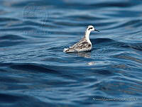 MGaves 2327 Phalaropus lobatus.jpg