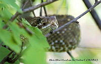 AAKVDH 0500 Crotalus basiliscus.JPG