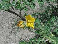 JF140 0319 Solanum rostratum.jpg