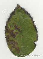 PDA0137 Rosa sp..JPG