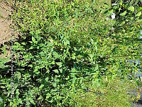SG019 0065 Bidens odorata.jpg
