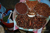 DK0785 Chapulines.jpg