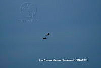 LEMH004 Amazona autumnalis.JPG