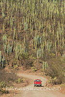 PGS001 Tecomavaca, Oaxaca.jpg