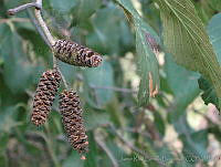 JRBBFM026-69 Alnus acuminata ssp. glabrata.jpg