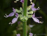 RBB0282 Plectranthus amboinicus.jpg