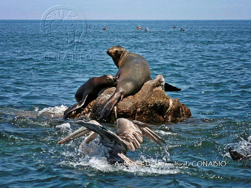 NBA0093%20Zalophus%20californianus.jpg.kCfm ob0MbHhSWFjQA3g0JtbmFja29CbnFuZ3NAbXJ6LGtwZwA.4km NtfQnl
