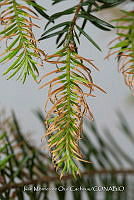 IMDOC 4831 Abies religiosa.jpg