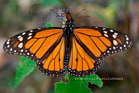 IMDOC4914 Danaus plexippus.jpg