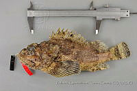 RQTG0118 Scorpaena plumieri.jpg