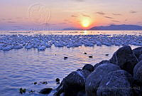 LIDS05 Pelecanus erythrorhynchos.jpg