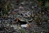 HACV04 Phrynosoma orbiculare.jpg