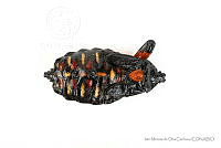 IMDOC3429 Thasus gigas.jpg