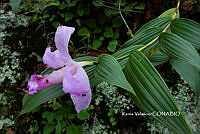 ME010 KV 01801 Sobralia galeottiana A. Rich., 1845_.JPG