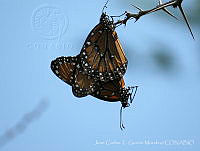 JCGM03146 Danaus gilippus ssp. thersippus.jpg