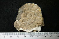 CADR372 Glyptotherium floridanum.jpg