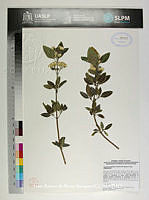 JAdNV0461 Ageratina glabrata.JPG