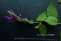 ME010 KV 02537 Salvia purpurea Cav., 1793.JPG