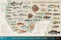 Cartel peces Golfo-Caribe.jpg
