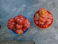 CJ0007 Solanum lycopersicum.jpg