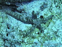 JAJ0298 Copidaster lymani.jpg