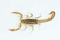 MASM07738 Mesomexovis oaxaca.jpg