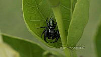 SM0001 Paraphidippus aurantius.jpg