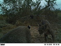 EPRM017 Lynx rufus.jpg